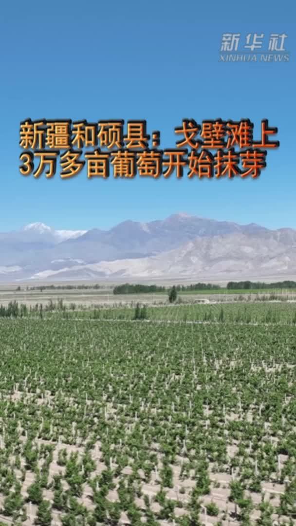 新疆和硕县：戈壁滩上3万多亩葡萄开始抹芽