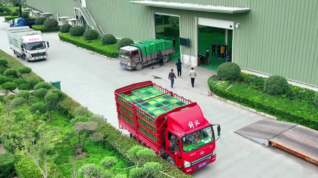 地中海舶来的“金果果”，榨出40亿元“油产业”