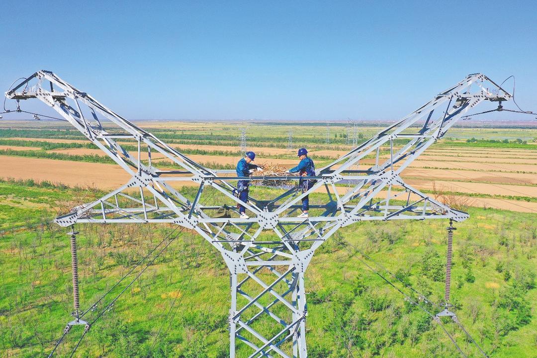 国网东营供电公司输电人员在220千伏海港I、II线14号铁塔为东方白鹳搭建人工鸟巢。