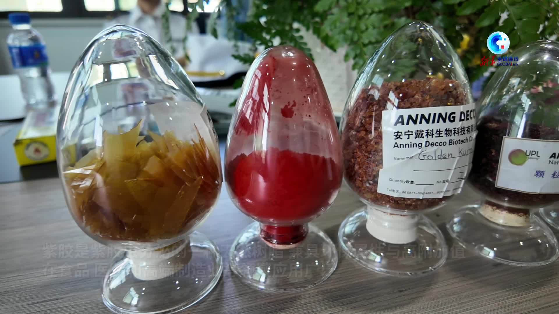 全球连线｜法国企业家锚定云南紫胶产业 挖掘生物多样性中的全球商机