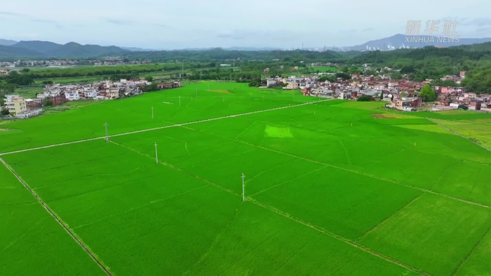 广东清远：无人机“飞防”助力水稻病虫害防治