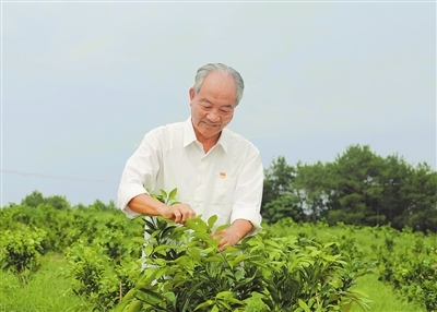 袁守根在信丰县大塘埠镇一果园内察看脐橙树苗长势情况。　　特约通讯员 李 健摄