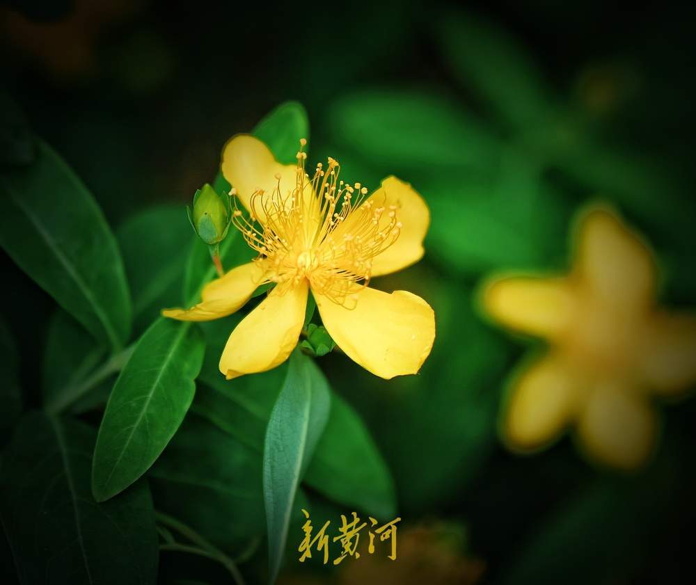 花蕊燦若金絲！濟南泉城公園金絲桃花盛放