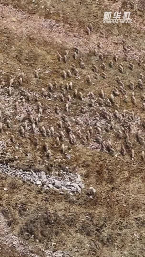 青海祁连：近千只岩羊觅食峨堡草原