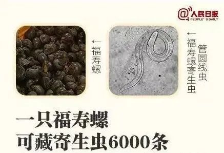 一只福寿螺可藏寄生虫6000条!南昌正大量出现 看到立刻上报