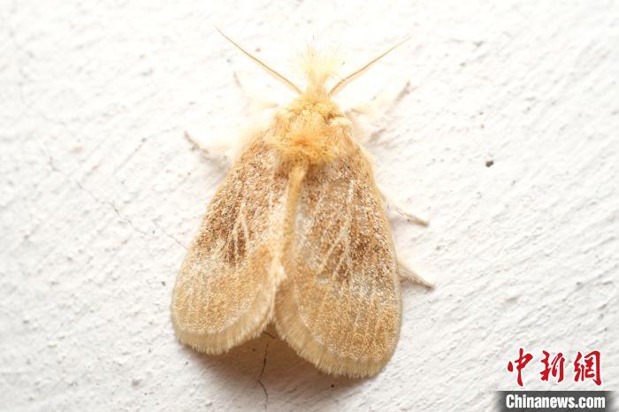 近期，科研人员在江西婺源森林鸟类国家级自然保护区发现全球昆虫新属新种桂刺蛾。江西婺源森林鸟类国家级自然保护区 供图