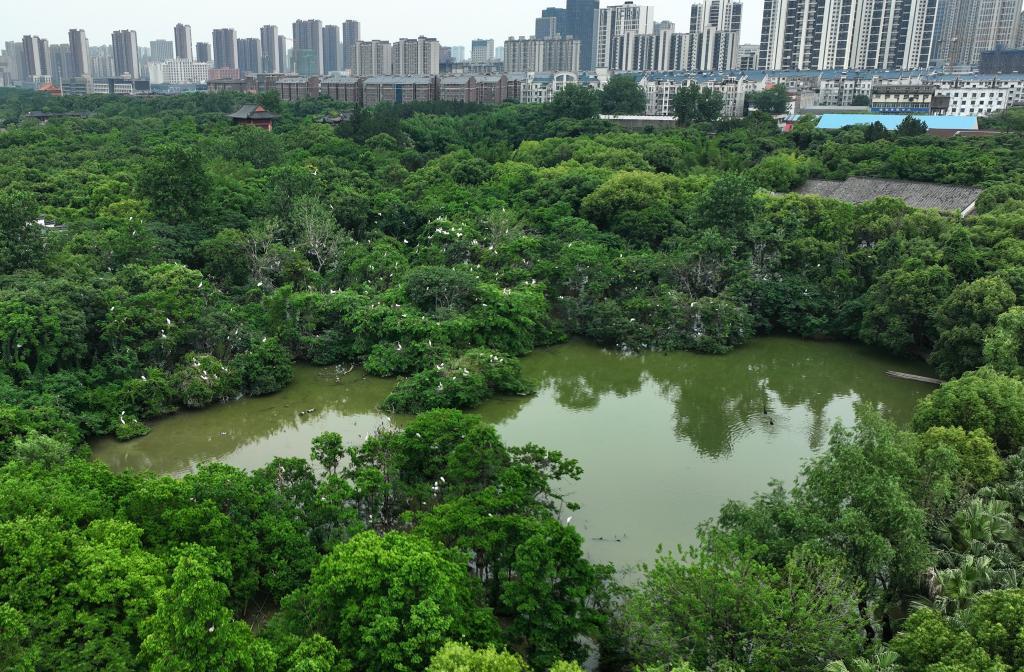 城市中的天香园（5月19日摄）。 新华社记者万象 摄