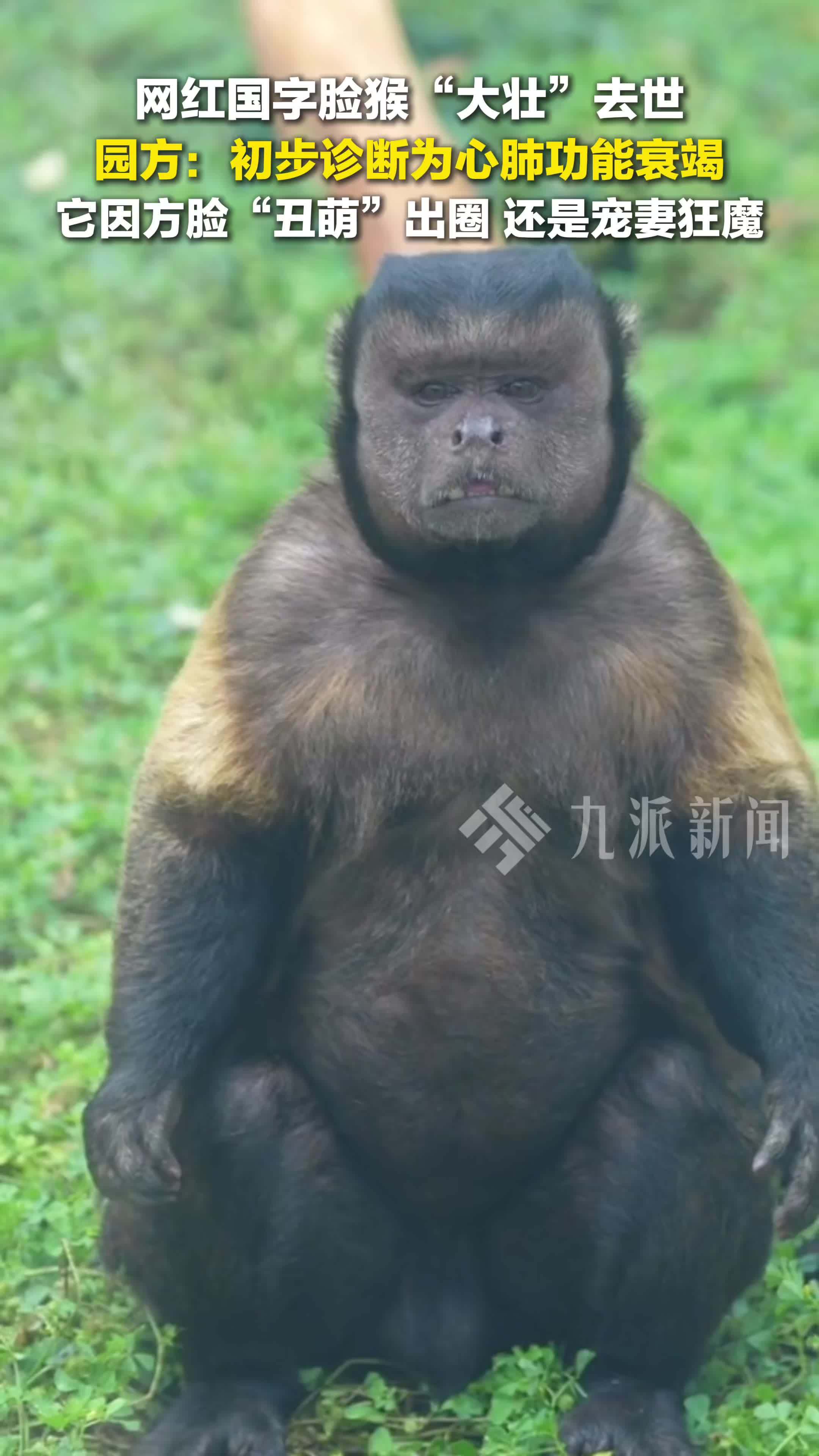 5月21日，安徽合肥，网红国字脸猴大壮去世，园方：初步诊断为心肺功能衰竭