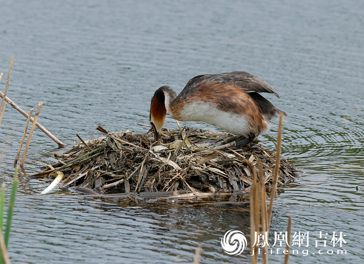 图集|围观长春南溪湿地凤头鸊鷉育雏