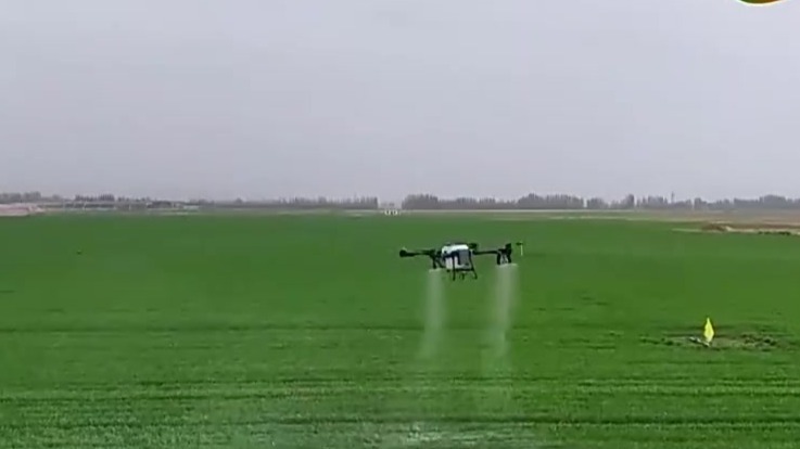 央视聚焦甘肃金昌：智慧管护助力　31万亩小麦长势喜人