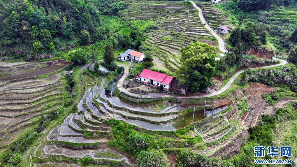 圖為江西省宜春市萬載縣白水鄉老山村高山梯田。新華網發 鄧龍華 攝
