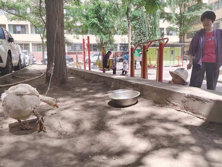 新九州花园二号区有人养了一只大鹅