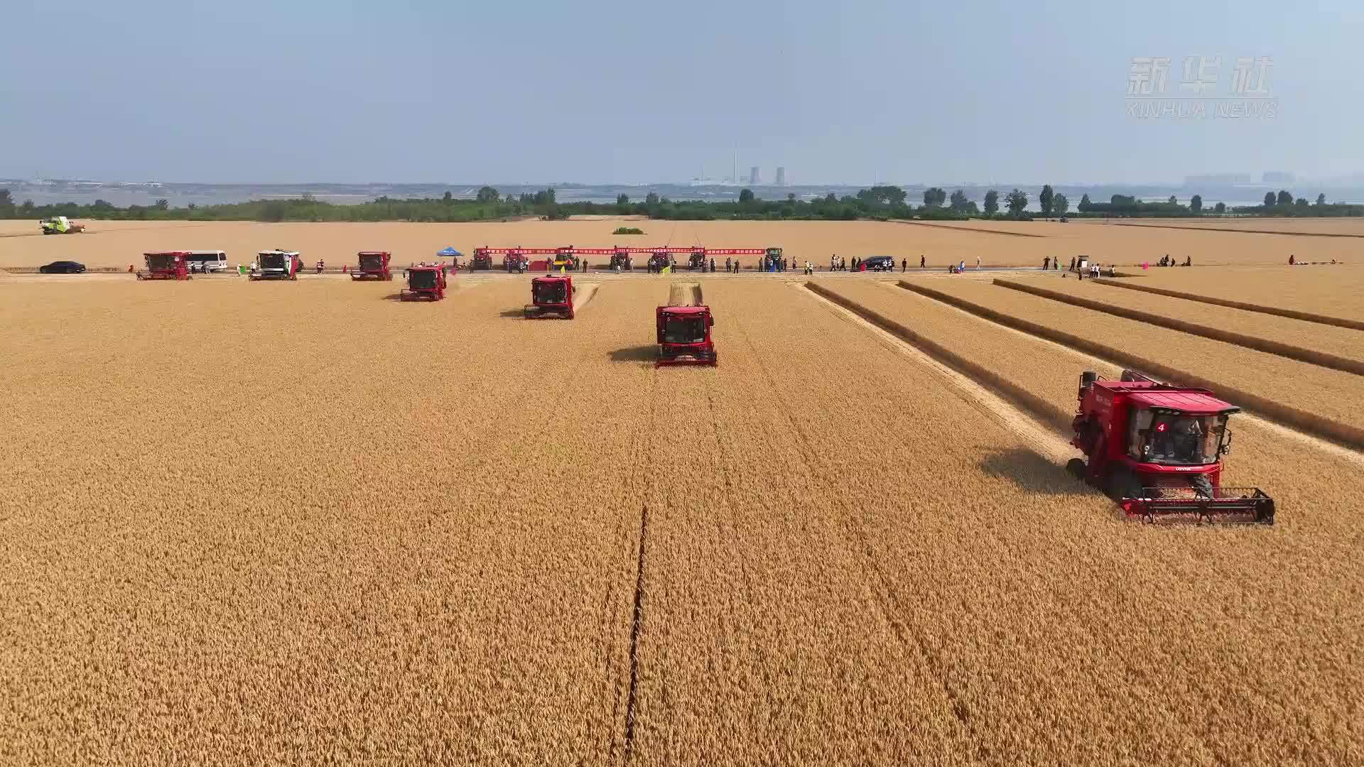 山西运城：风吹麦浪夏收忙