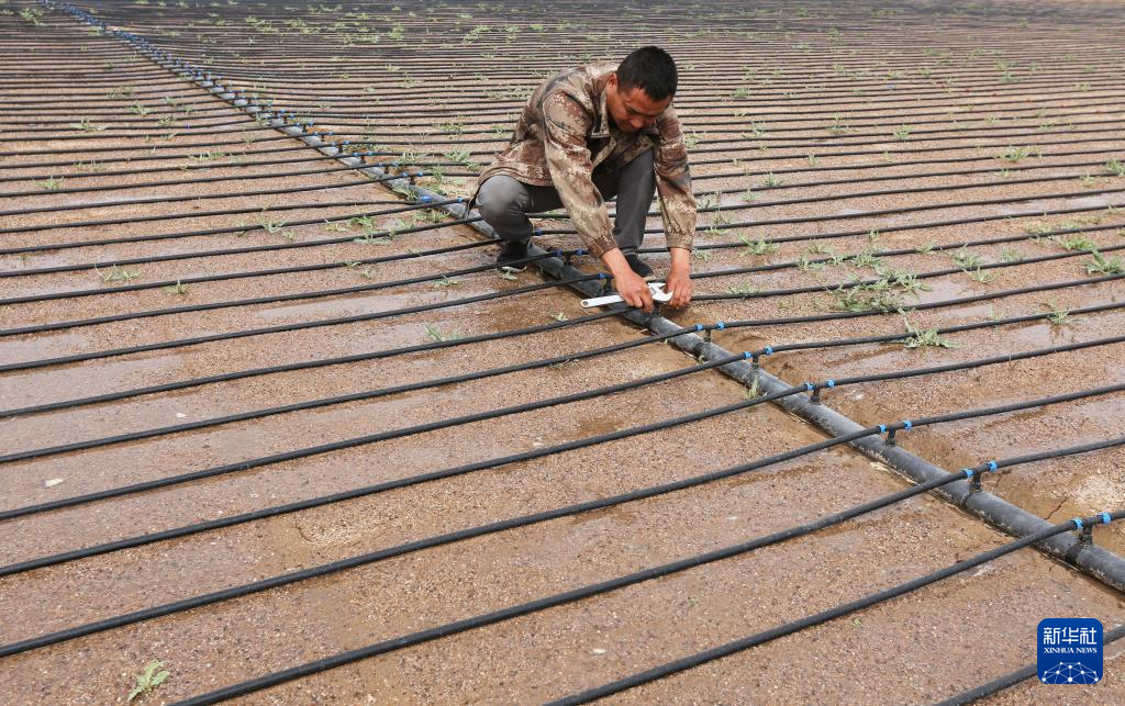 5月27日，甘肃省定西市安定区鲁家沟镇太平村农民在维护滴灌管道。