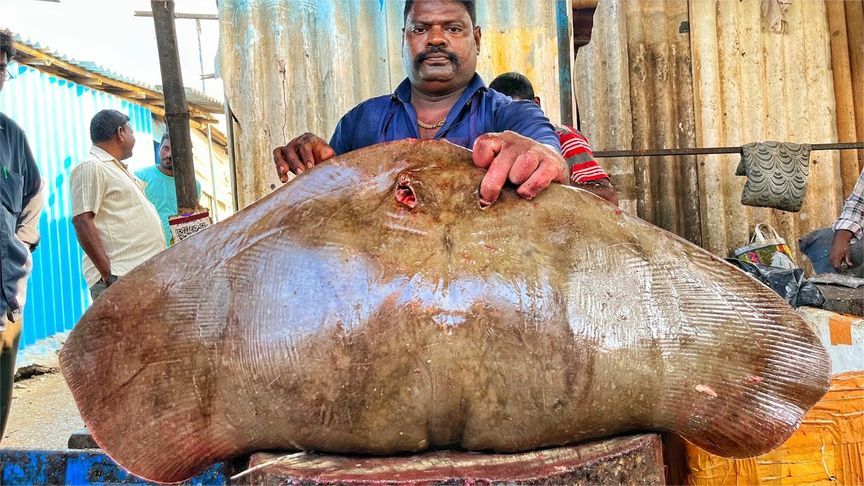 印度鱼市场会如何处理一条魔鬼鱼？据说魔鬼鱼很好吃？你吃过吗？