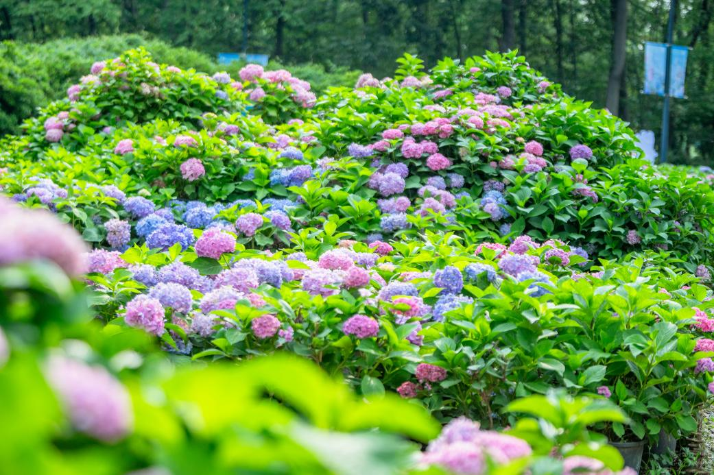 端午将至,来东湖这样玩转假期