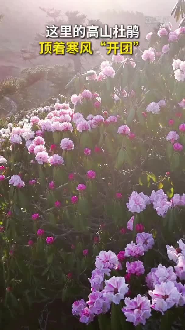 秀我中国｜这里的高山杜鹃顶着寒风“开团”