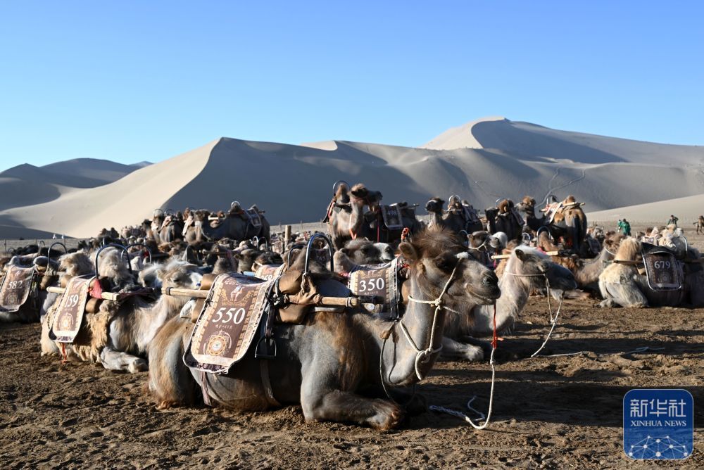5月24日，骆驼在甘肃省敦煌市鸣沙山月牙泉景区驼场休息。