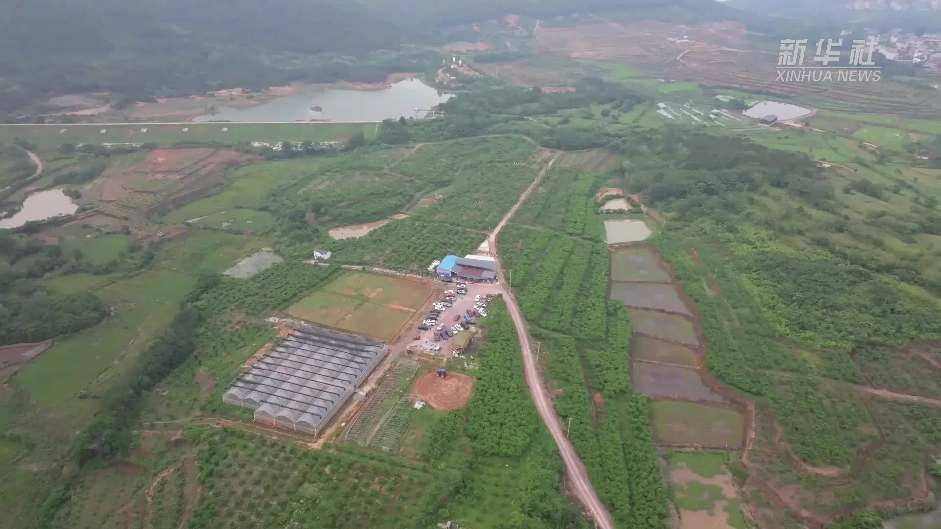 江西都昌：千亩桃园喜丰收