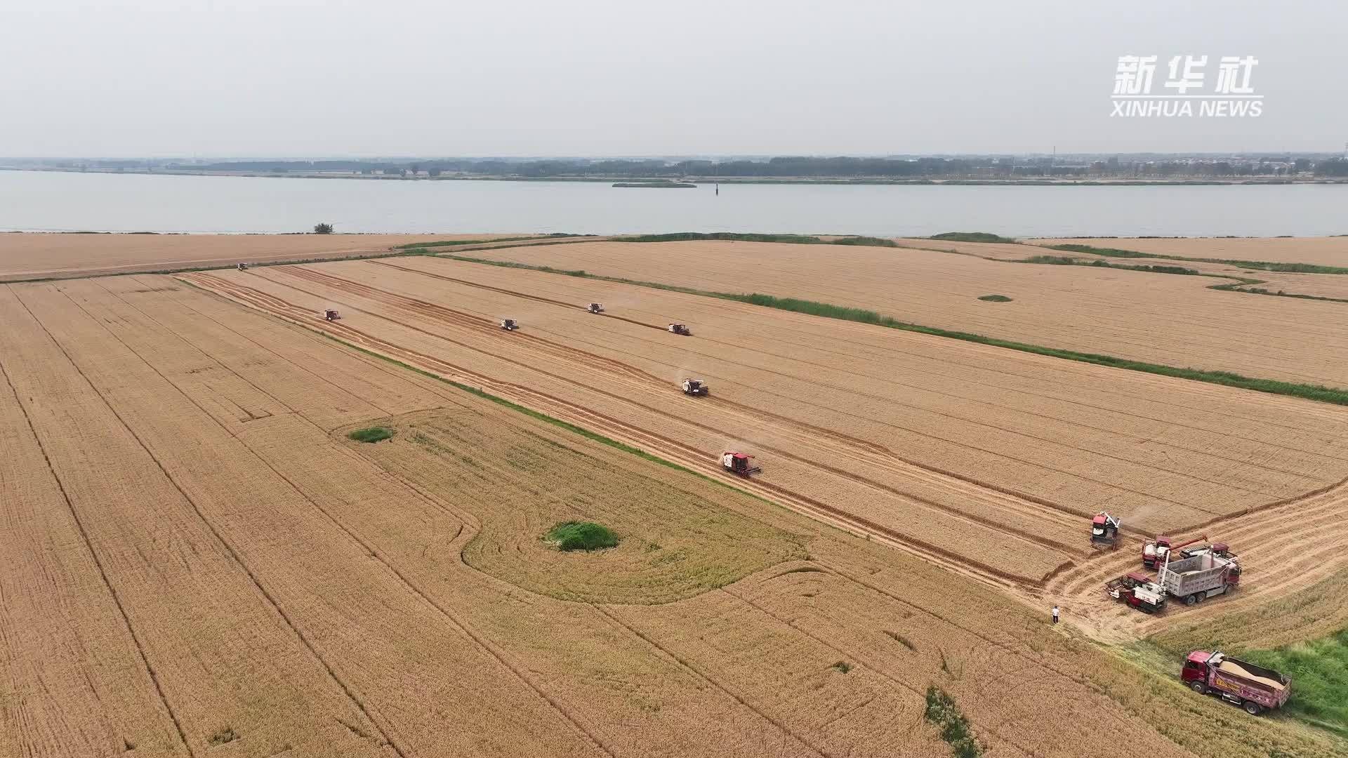 江苏淮安：麦浪翻滚丰收时 金色大地开镰忙