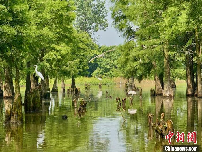 图为位于江西省南昌市南昌县塔城乡的水岚洲半岛上，成片的池杉林中，白鹭正在觅食。卢梦梦 摄