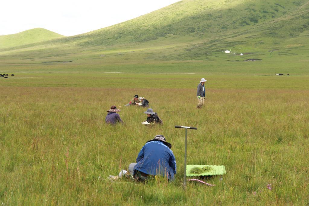 2021年8月，实验团队在青藏高原东部高寒草甸进行植物群落调查研究。（受访者供图）