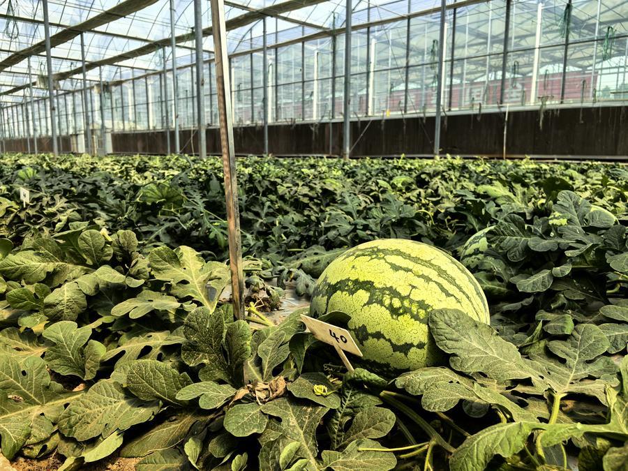 今年，长清国家农作物品种展示评价基地共展示了112家单位的2035个各类蔬菜品种。图为部分西瓜品种。新华社记者 叶婧 摄