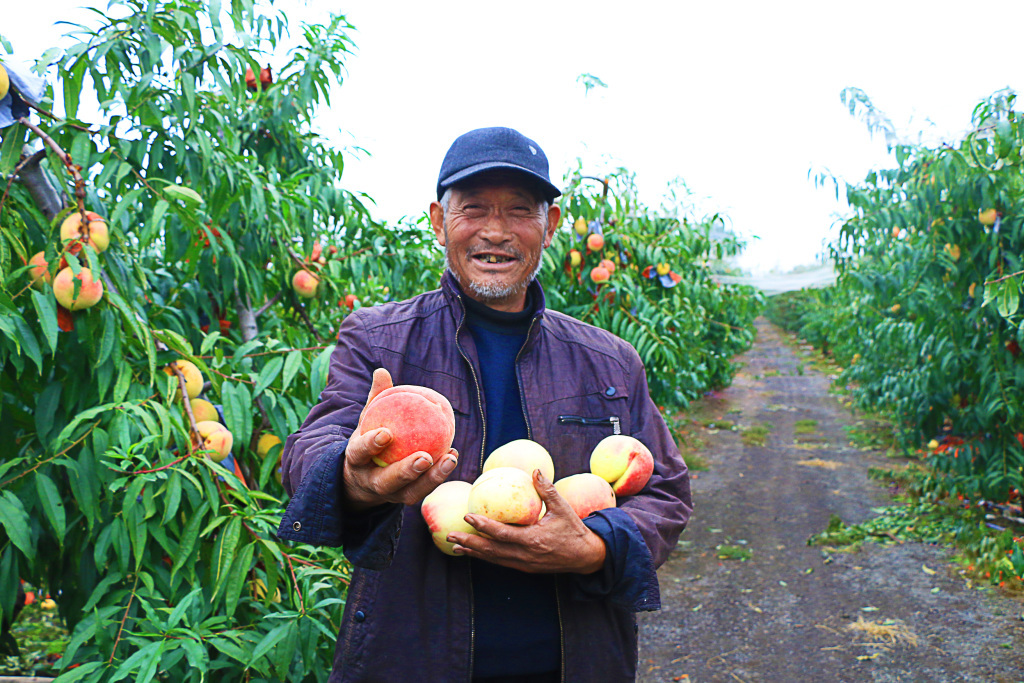 20多年种植，新沂已成江苏最大的水蜜桃种植基地。本文图片均由新沂市委宣传部提供