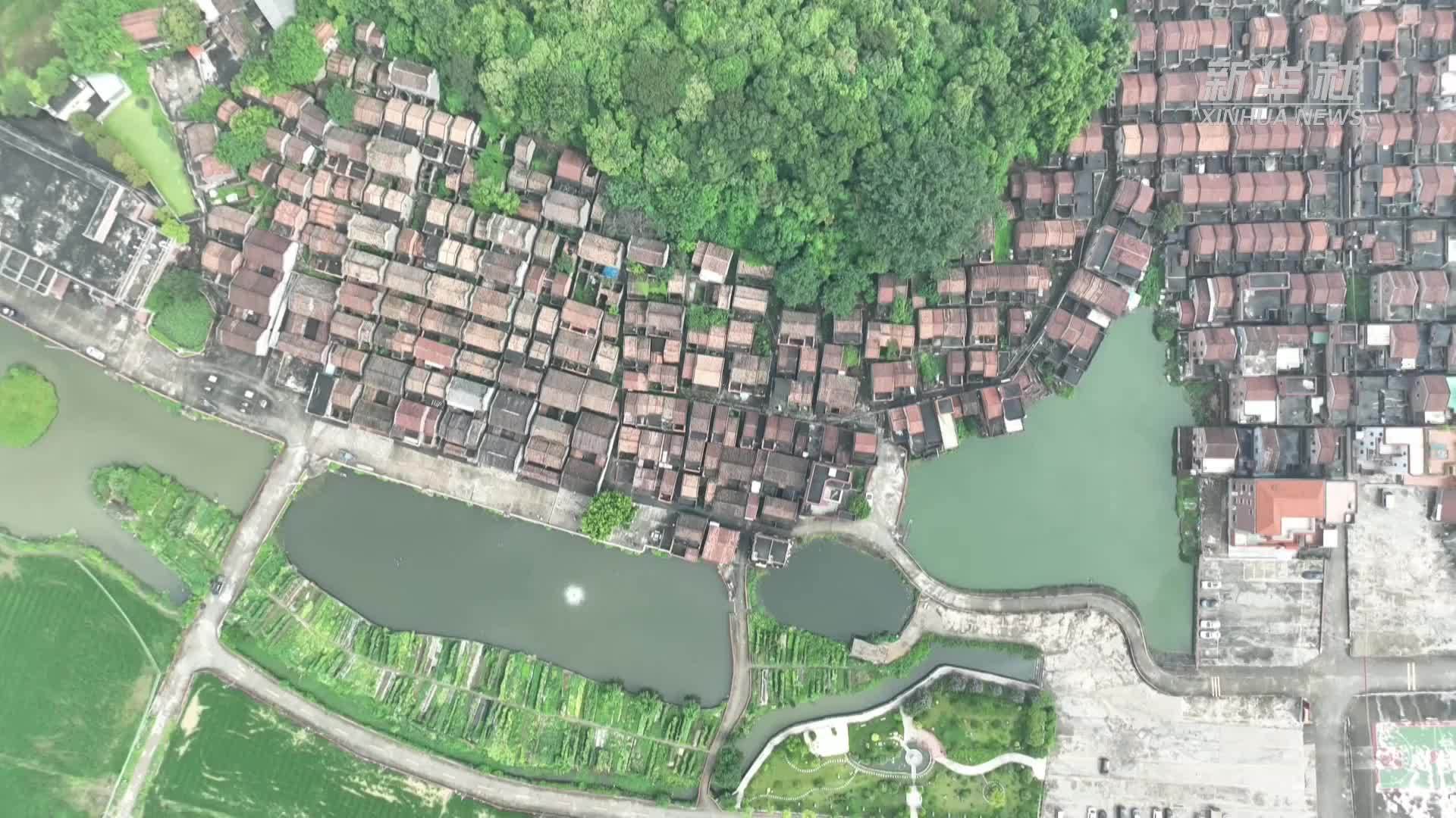 广东高要：粽子香飘处 龙舟竞渡时