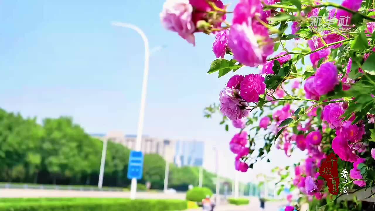 千城百县看中国｜北京顺义：五月芳菲 蔷薇已盛开