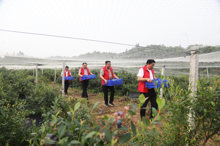江西东乡：采摘销售蓝莓 助力乡村振兴（图）
