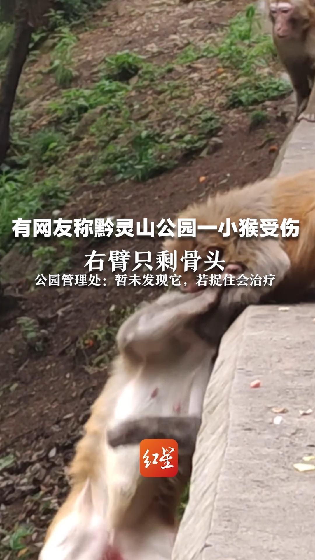 有网友称黔灵山公园一小猴受伤右臂只剩骨头 公园管理处：暂未发现它，若捉住会治疗