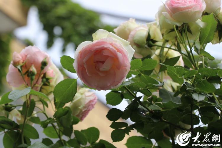 菏泽初夏的味道，都藏在这里