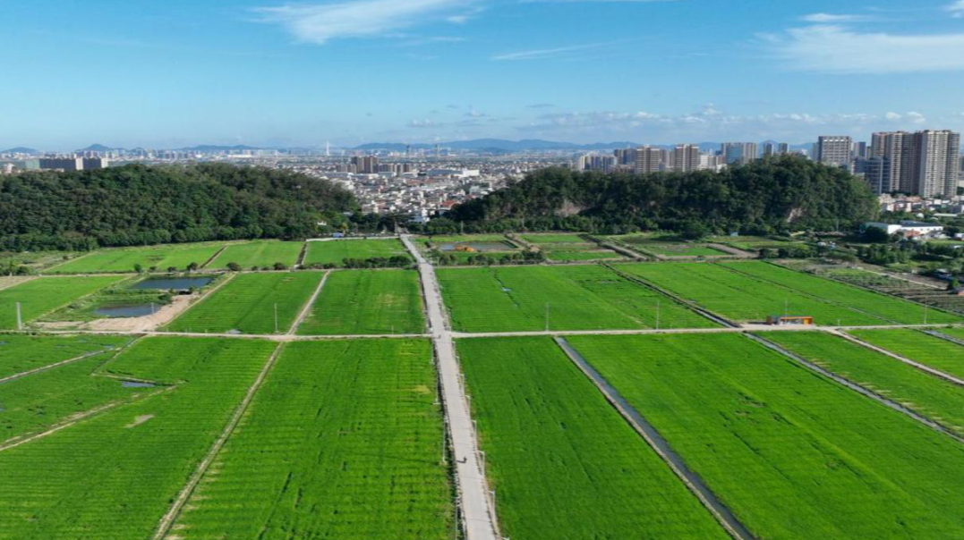 “小田并大田” 中山三角破解耕地空间零碎化难题