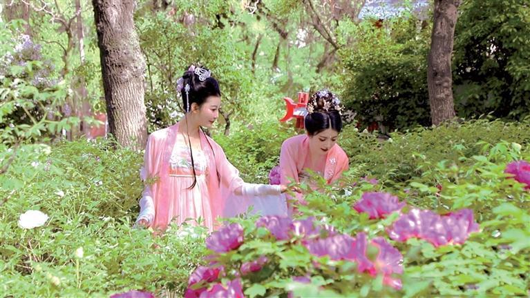 游客在临夏市人民红园赏牡丹　新甘肃&middot;甘肃农民报通讯员　李禹含
