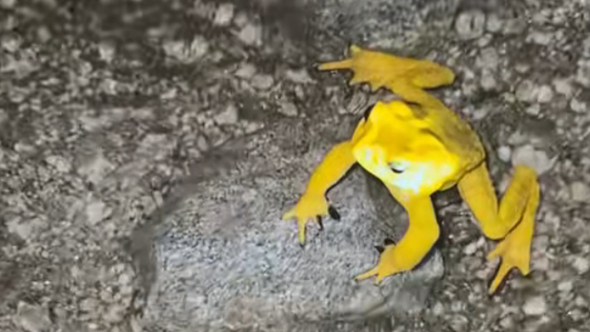 接好运！男子丛林中偶遇金蟾群，通体金黄，好似在发光，高考临近，祝所有考生金榜题名，心想事成