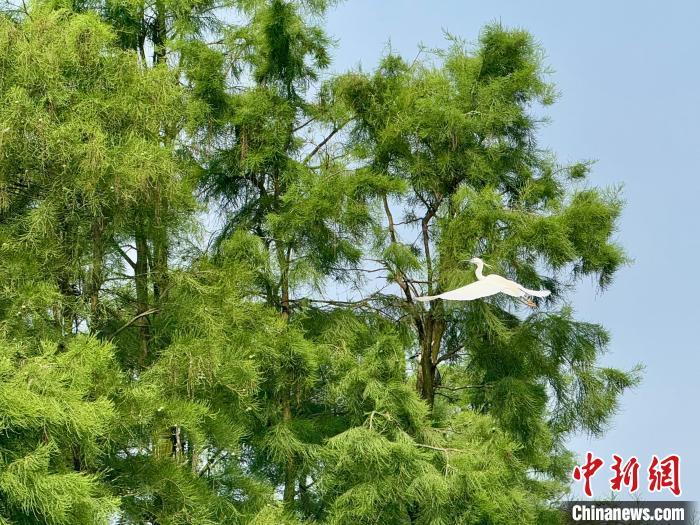 图为位于江西省南昌市南昌县塔城乡的水岚洲半岛上，成片的池杉林中，白鹭正在觅食。卢梦梦 摄