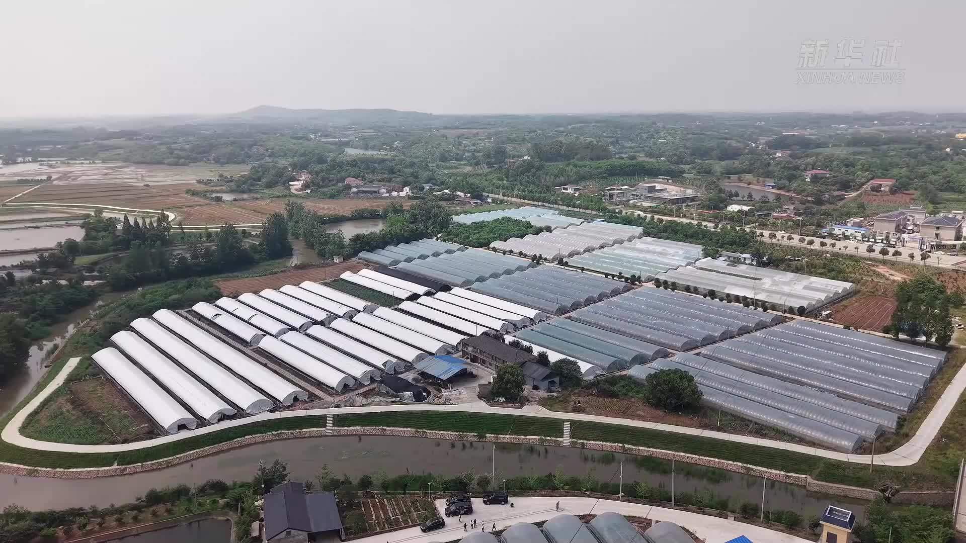 湖北荆门：校地携手 育出“致富瓜”