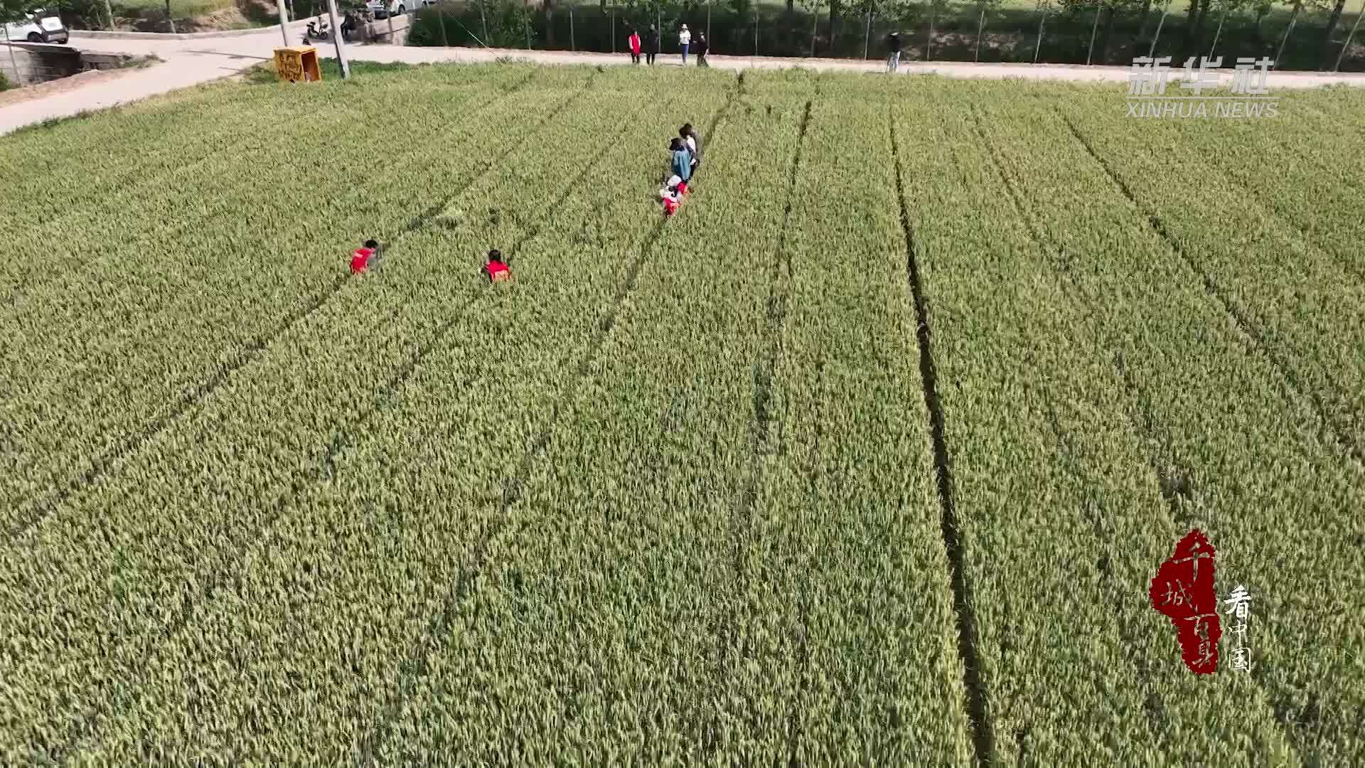 千城百县看中国｜山东定陶：测产护航麦田好“丰”景