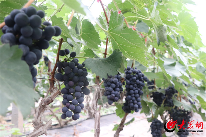 菏泽初夏的味道，都藏在这里