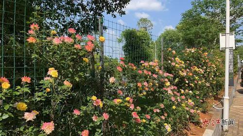 小区内月季竞相绽放
