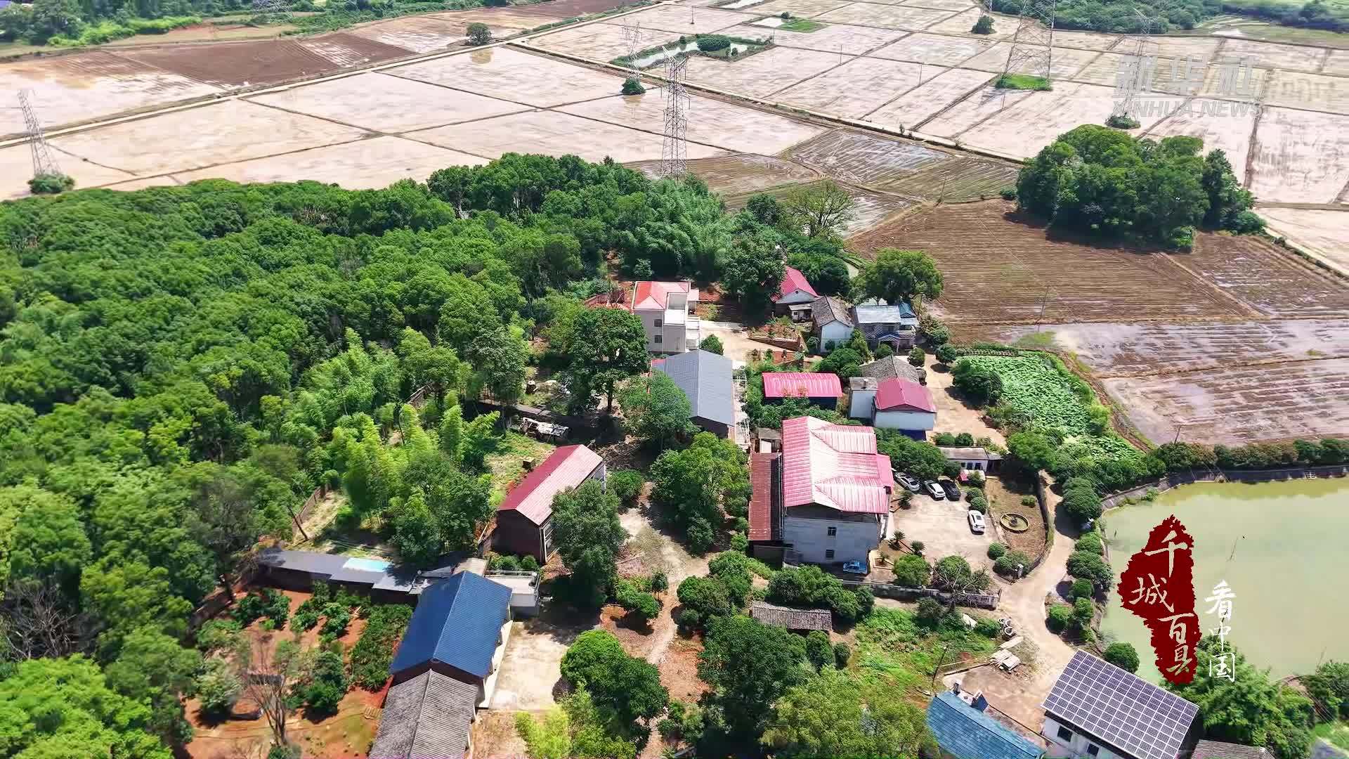 千城百县看中国｜湖南冷水滩：电商助力“订单”粽子销售旺