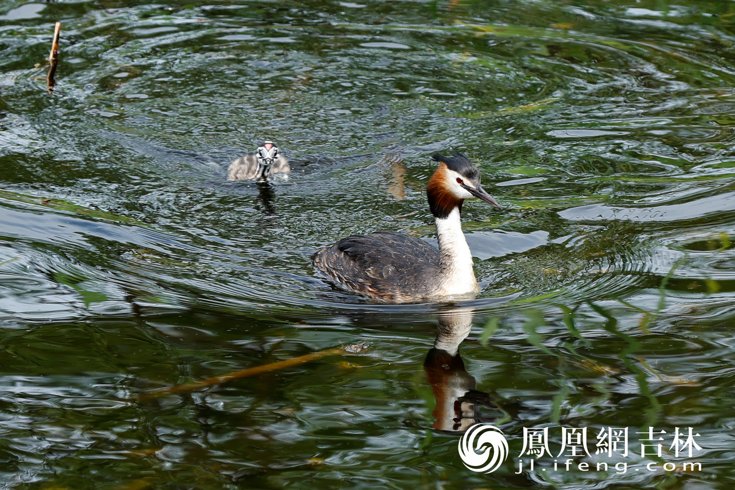 图集|围观长春南溪湿地凤头鸊鷉育雏