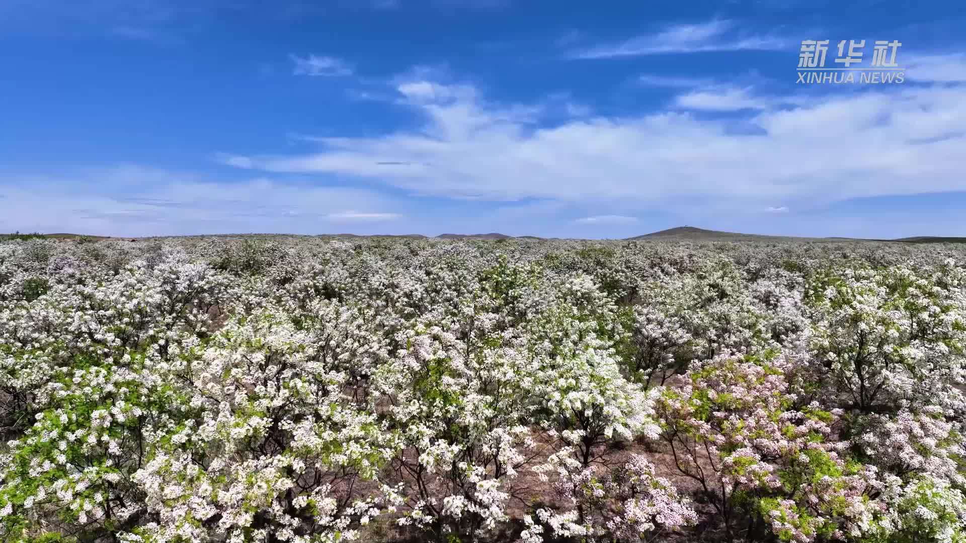 千城胜景｜阿鲁科尔沁旗36万亩文冠花盛开