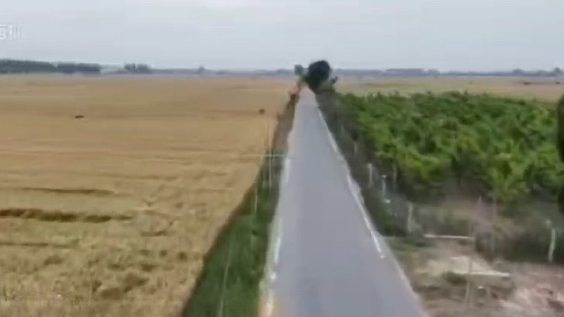 河南一地田间种大量“成活率低的名贵树木”？当地镇政府：几十块钱一棵，目前没有成活率统计