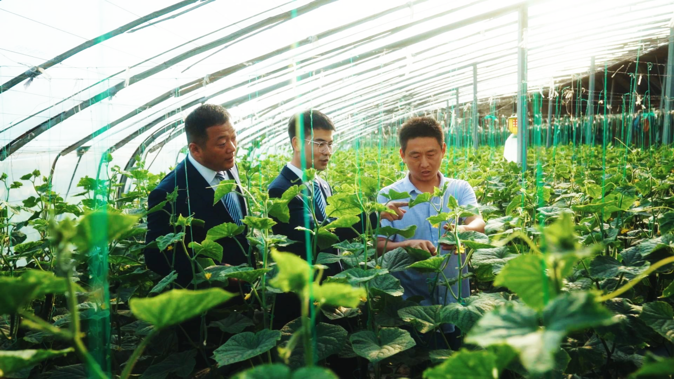 齐鲁银行大力发展普惠金融,客户经理送金融服务到田间地头