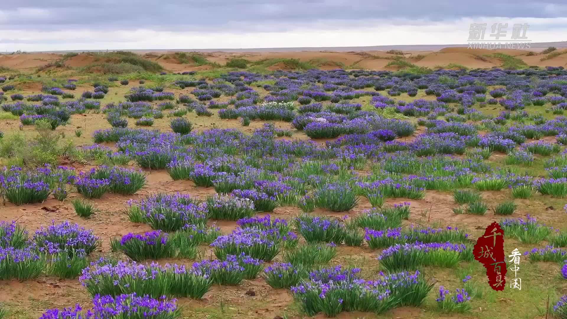 千城百县看中国｜内蒙古：夏日杭锦旗 草原花盛开