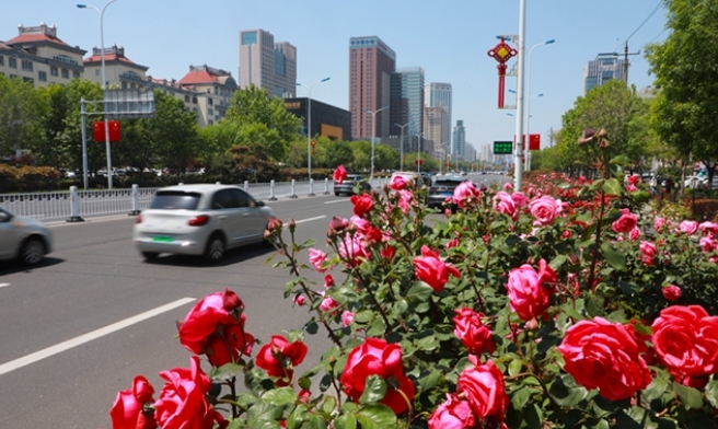 高区文化路两侧花坛里各色月季竞相绽放