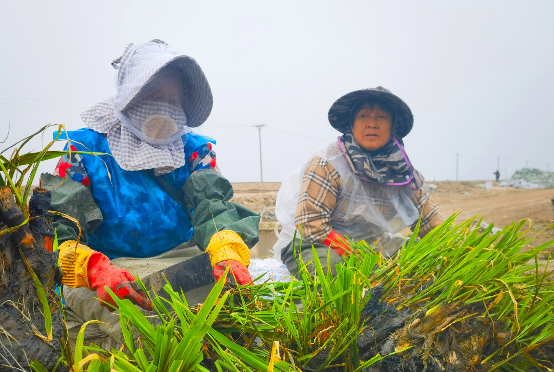 镇赉种植的茭白品质上乘（央广网发 王岩 摄）