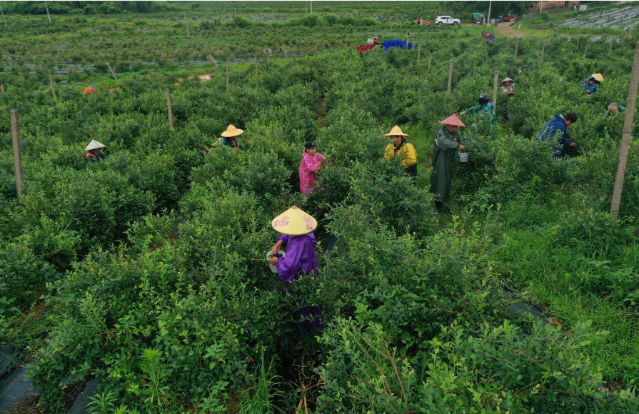江西东乡：蓝莓采摘 就业增收